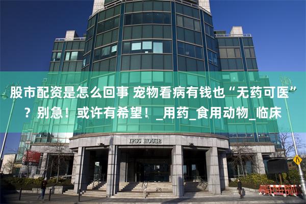 股市配资是怎么回事 宠物看病有钱也“无药可医”？别急！或许有希望！_用药_食用动物_临床